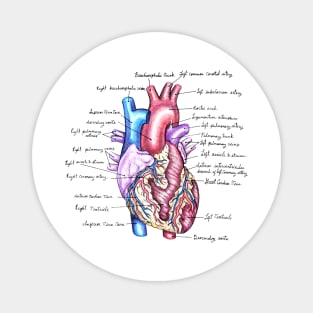 External Heart Anatomy Magnet